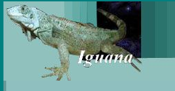 Обувная фабрика «Iguana»