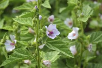 Алтей, трава | Althaea Officinalis